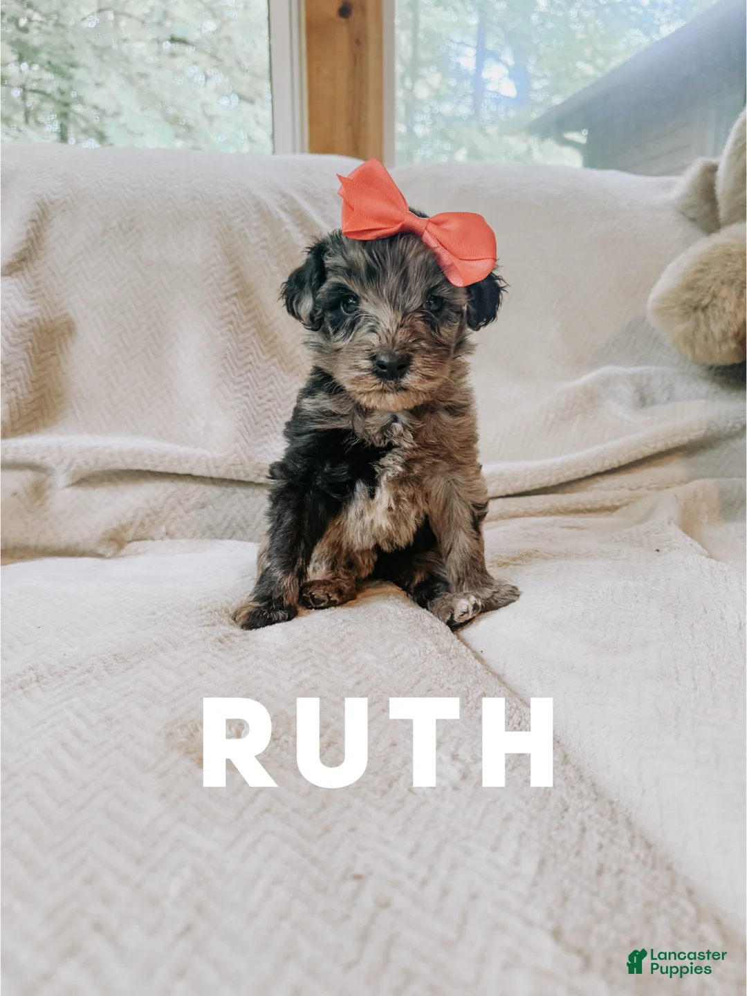 Goldendoodle dogs for sale: Ruth - Ad 1