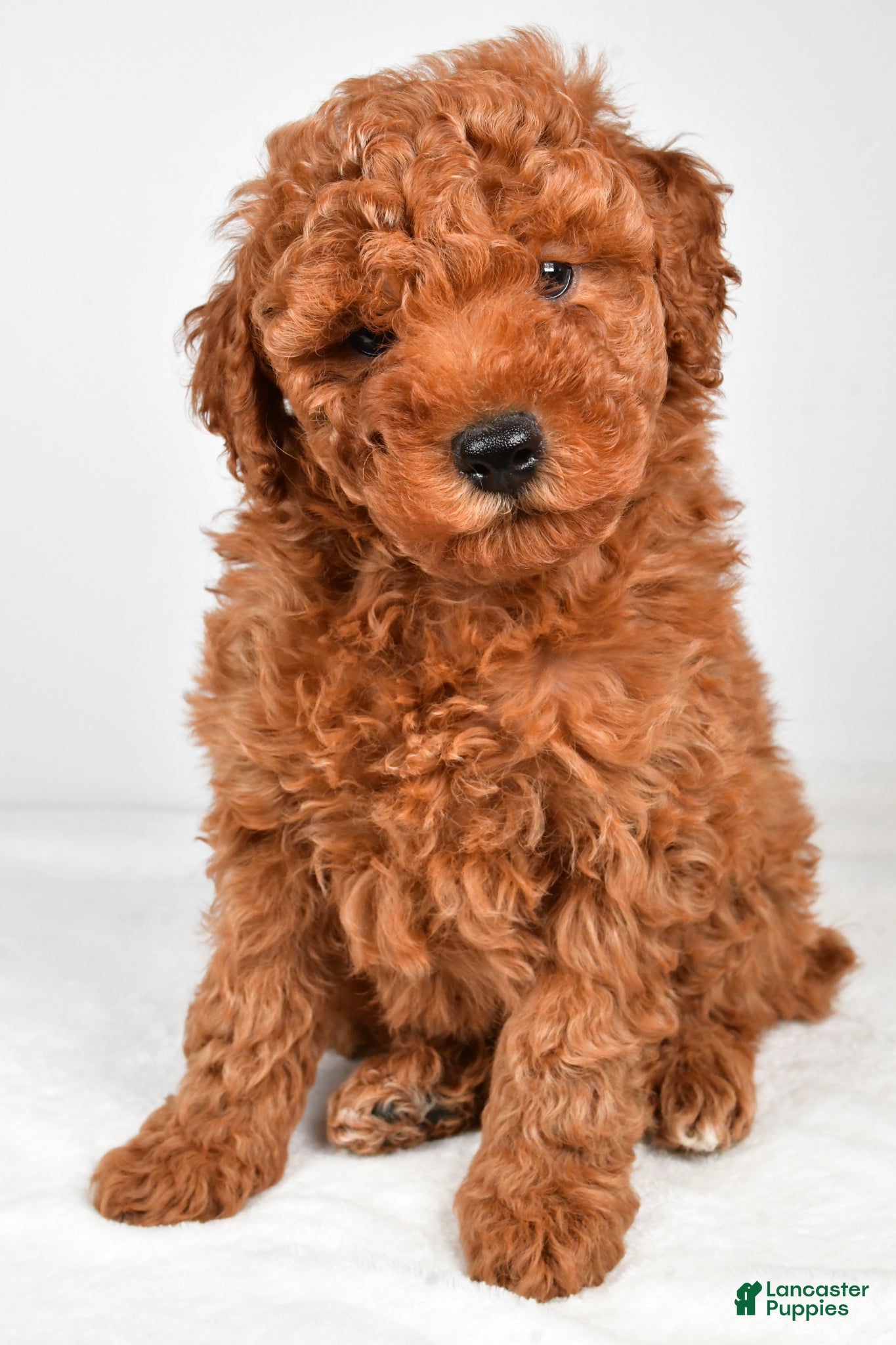 Miniature Poodle dogs Benson - Ad 1