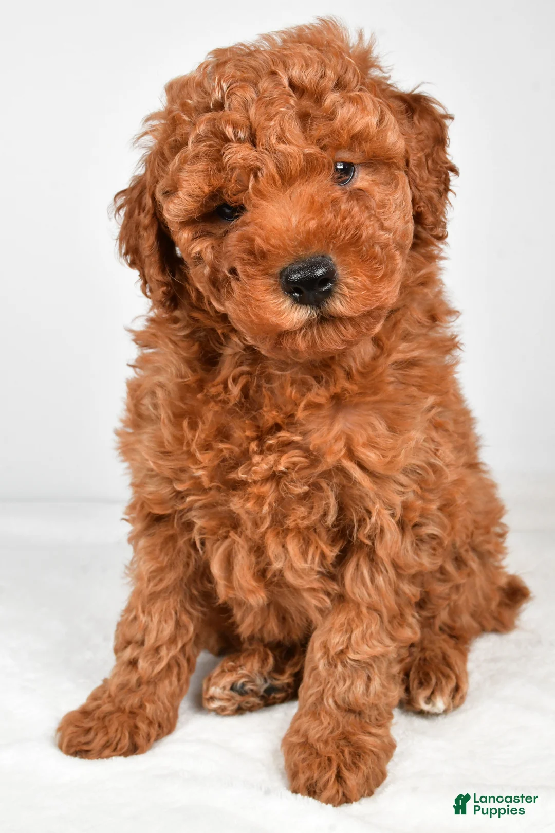 Miniature Poodle dogs for sale: Benson - Ad 1