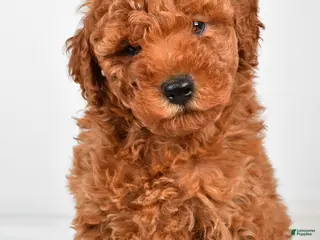 Miniature Poodle dogs for sale: Benson - Ad 1