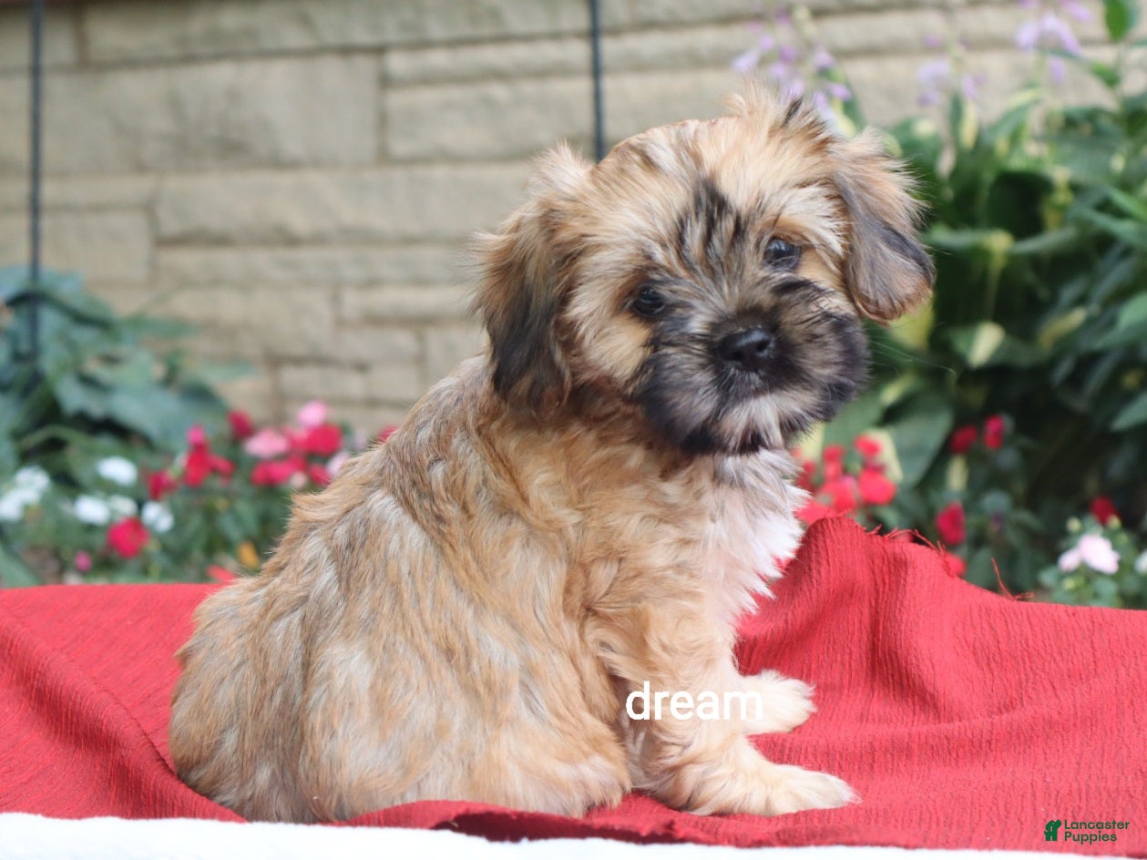Mixed Breed dogs Nash - Ad 1