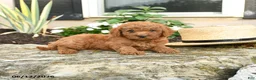 Mini Goldendoodle dogs for sale: Leo - Ad 2