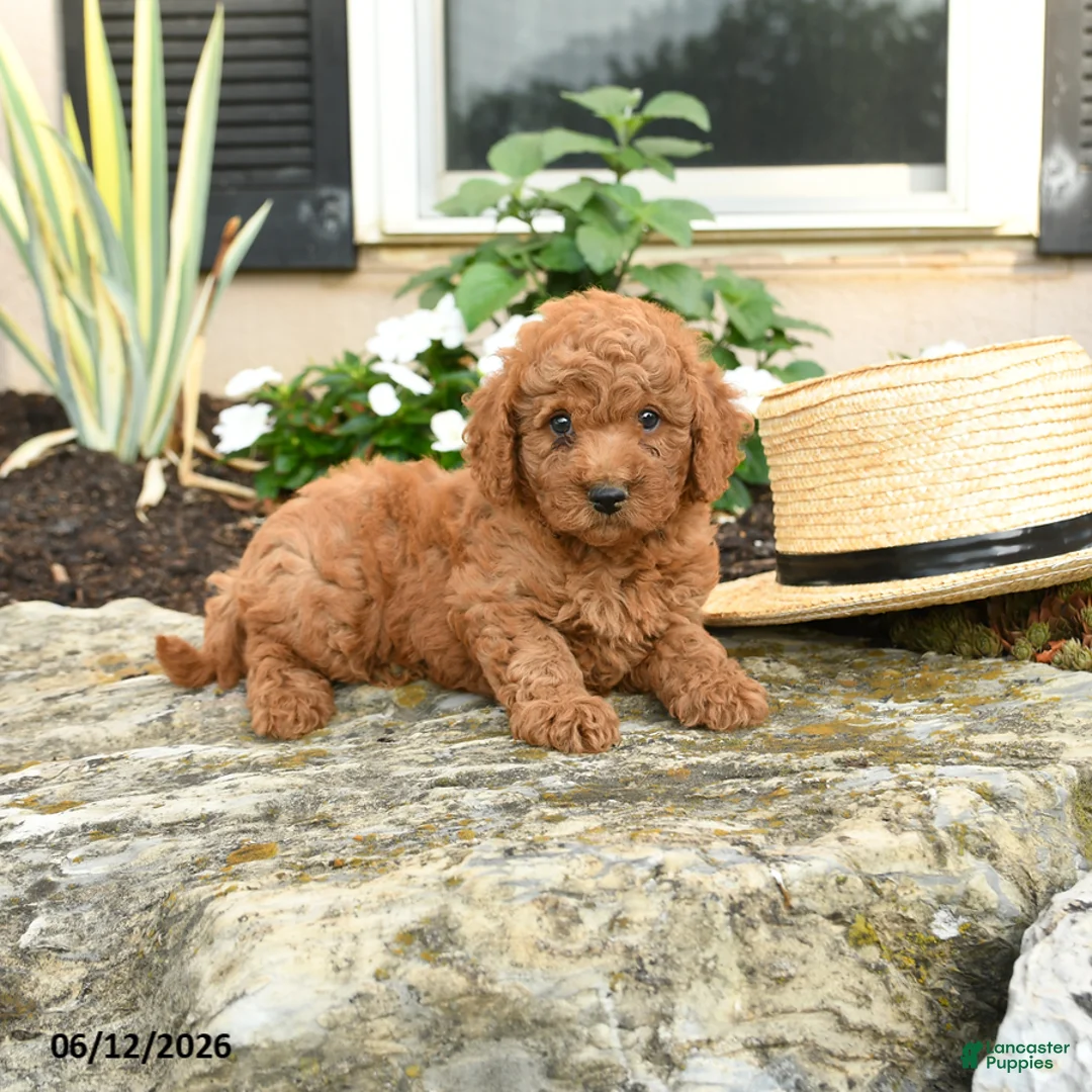 Mini Goldendoodle dogs for sale: Leo - Ad 2