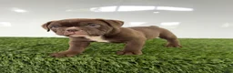 Olde English Bulldogge dogs for sale: Duke - Ad 4