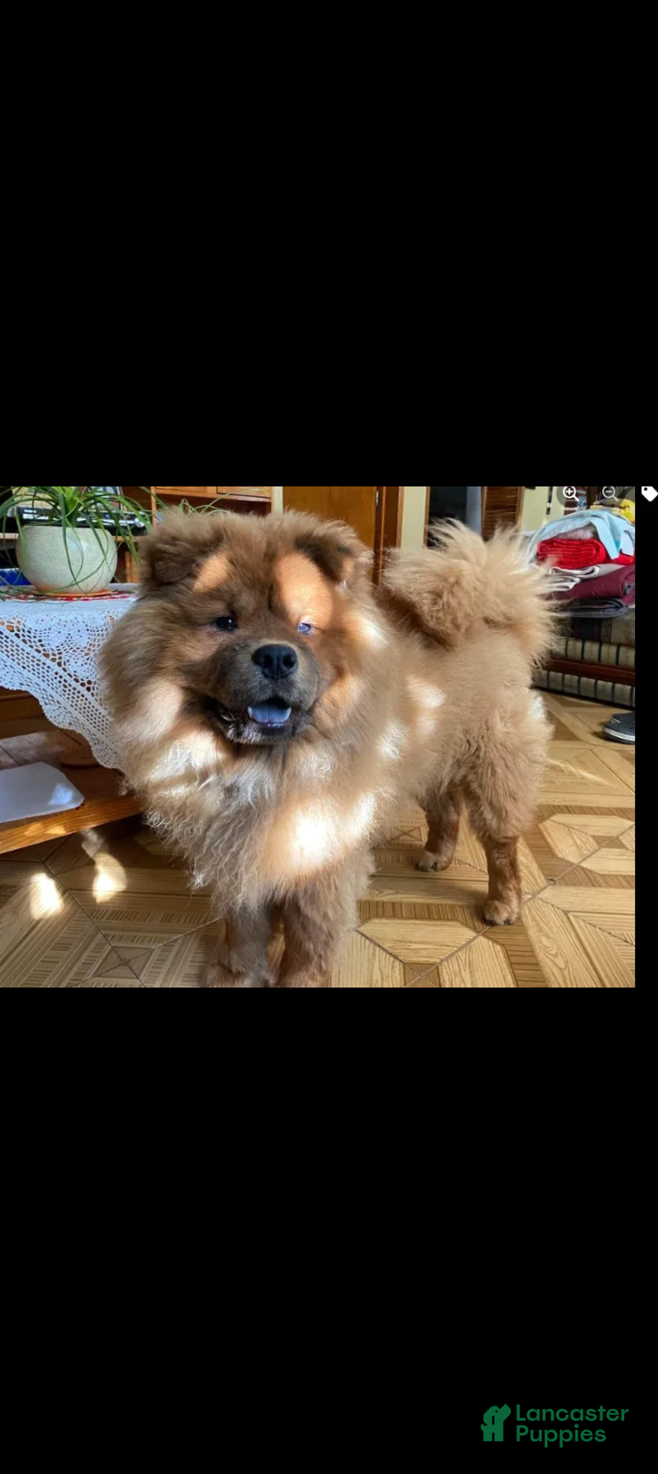 Chow Chow dogs for sale: Chow Chow Puppy 5 - Ad 10