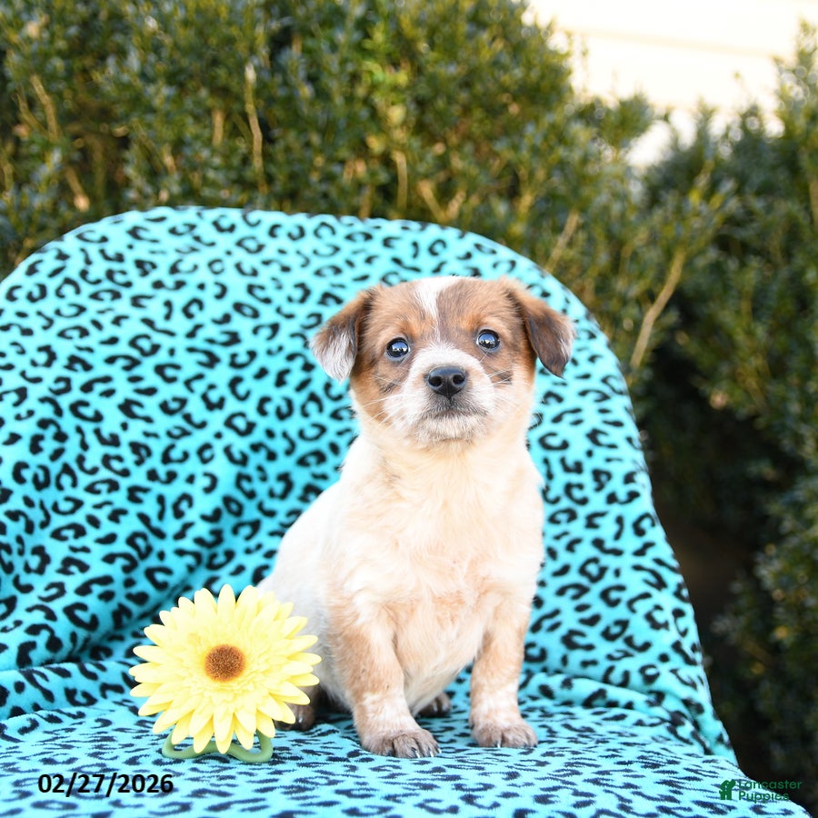 Mixed Breed dogs Lotty - Ad 1