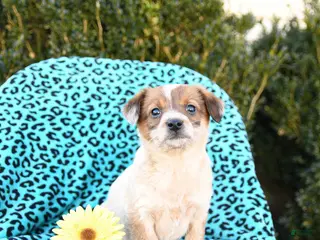 Mixed Breed dogs for sale: Lotty - Ad 2