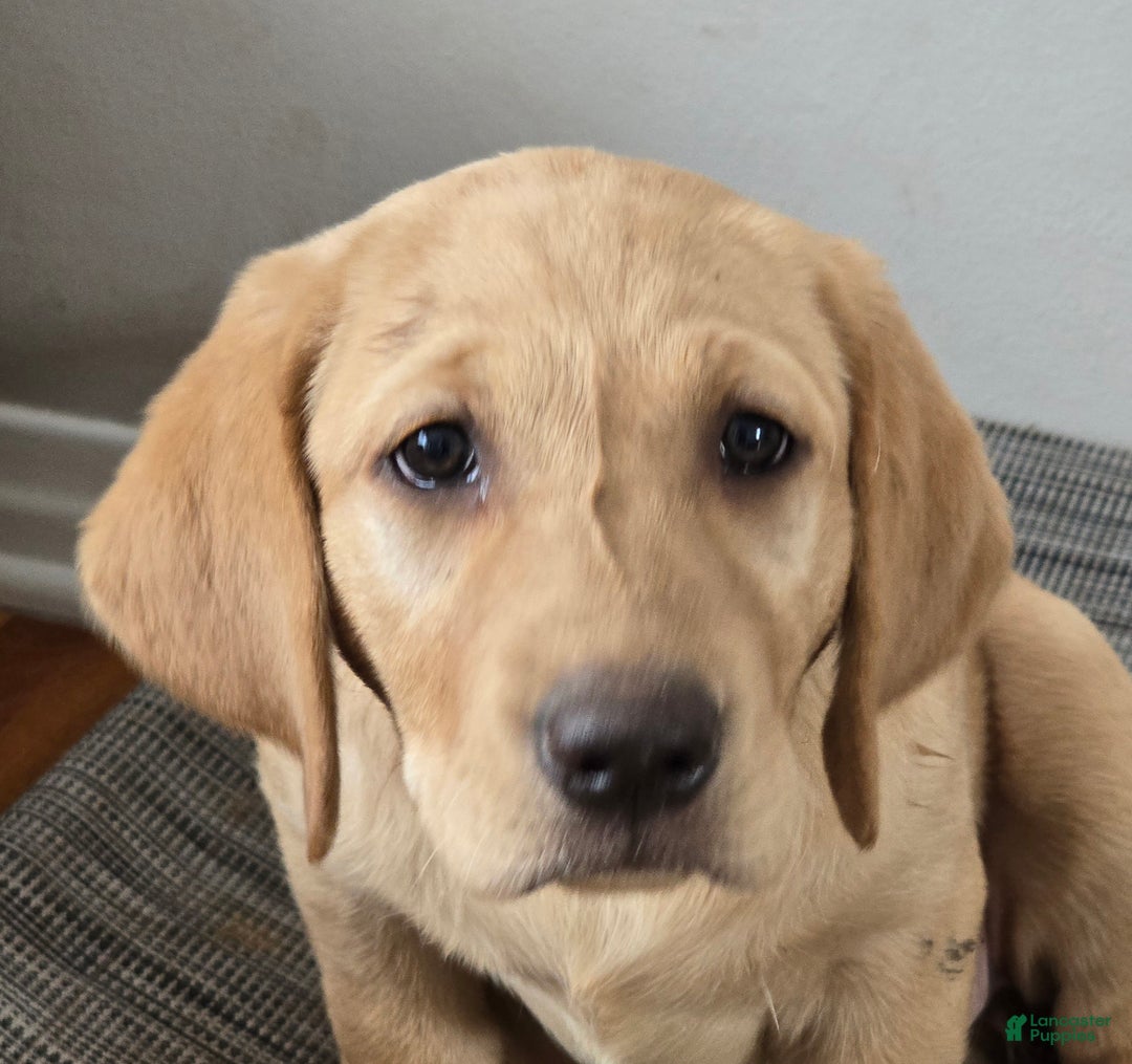 Labrador Retriever dogs for sale: Labrador Retriever Puppy 1 - Ad 4