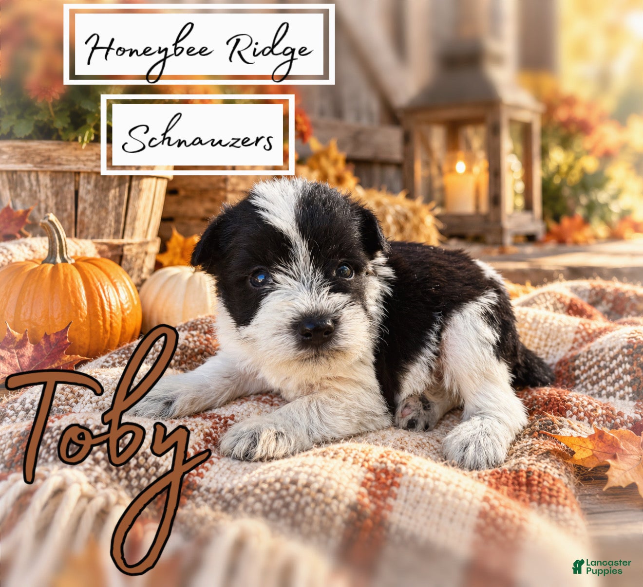 Miniature Schnauzer dogs for sale: Akc Toby - Ad 1