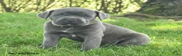 Cane Corso dogs for sale: Robin - Ad 4