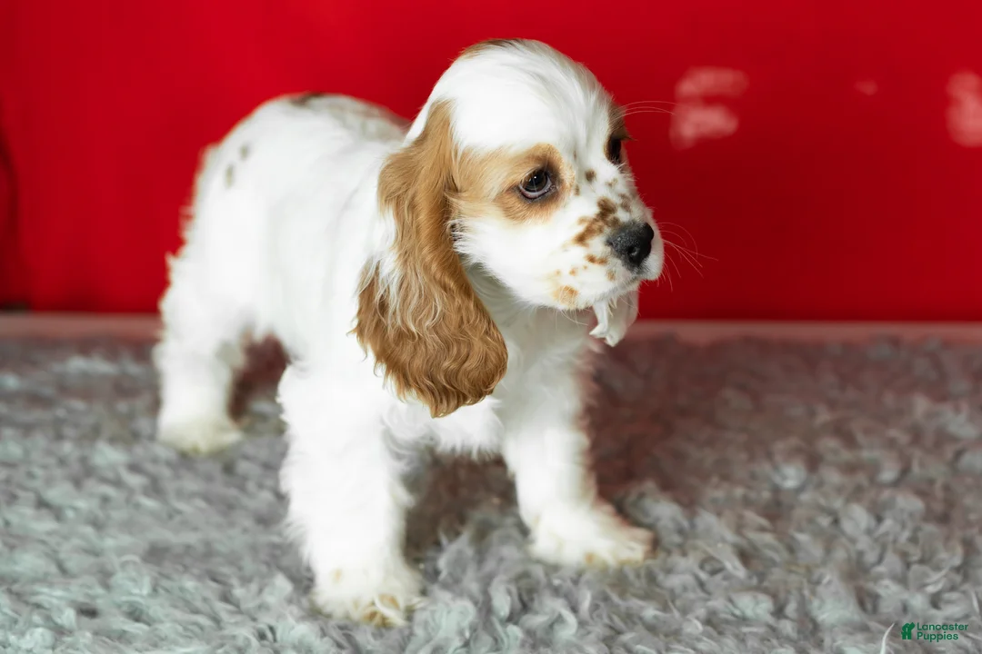 Cocker Spaniel dogs for sale: Freckles  - Ad 4