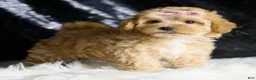 Maltipoo dogs for sale: Ember - Ad 4