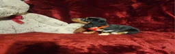 Miniature Dachshund dogs for sale: *RIO* - Ad 8