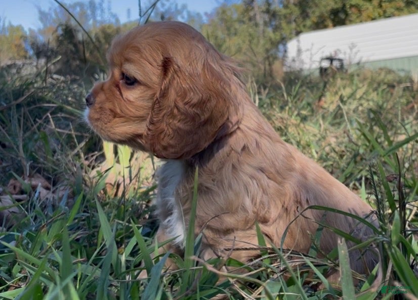 Mixed Breed dogs for sale: Noël - Ad 2