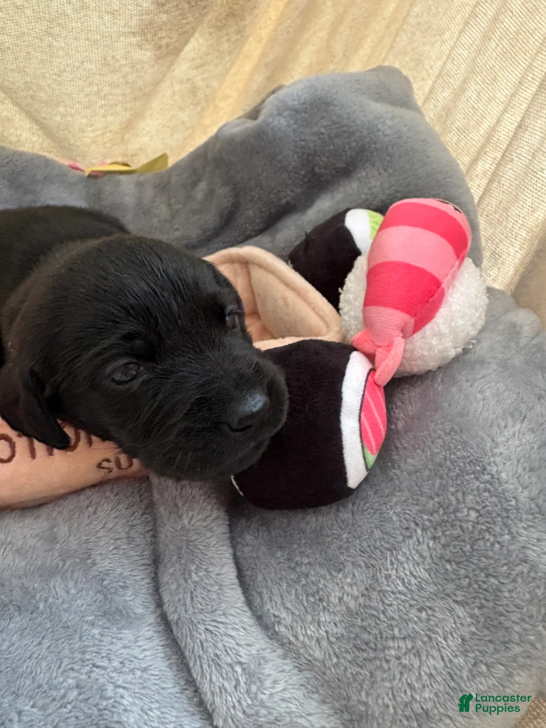 Labrador Retriever dogs for sale: Molly - Ad 2