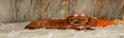 Cavalier King Charles Spaniel dogs for sale: Ruby - Ad 2