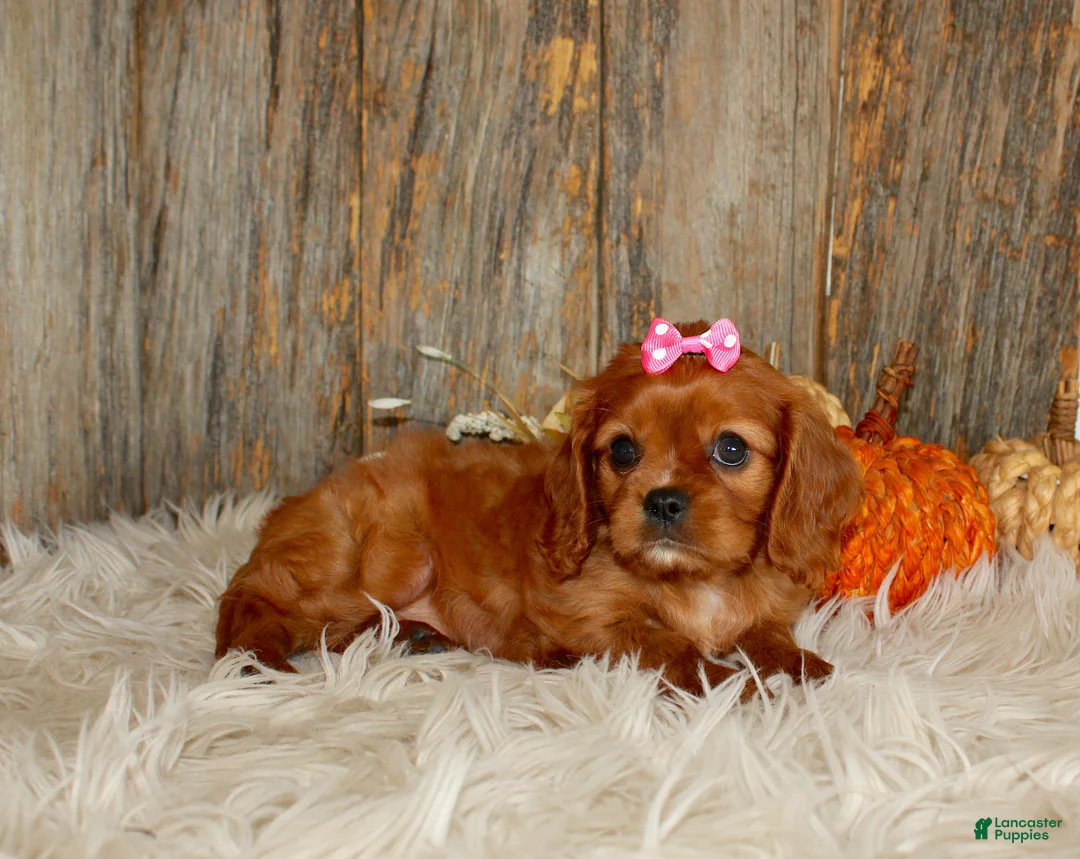 Cavalier King Charles Spaniel dogs for sale: Ruby - Ad 2