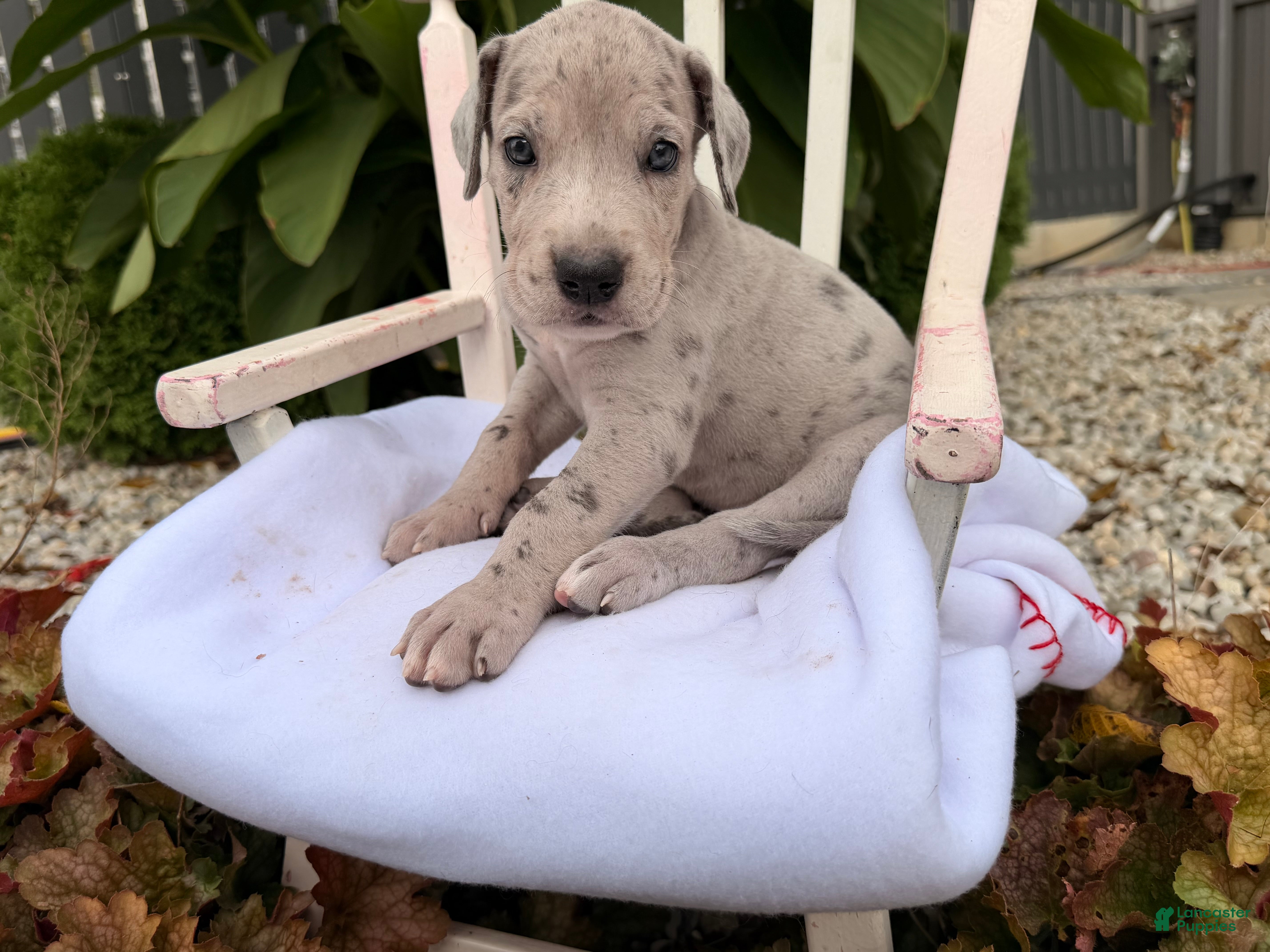 Great Dane dogs Octavia - Ad 1