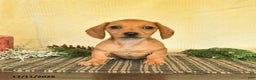 Dachshund dogs for sale: Rain - Ad 1
