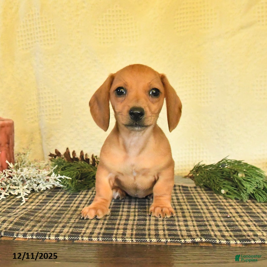 Dachshund dogs for sale: Rain - Ad 1