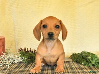 Dachshund dogs Rain - Ad 5