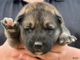 Gerberian Shepsky dogs Green - Ad 5