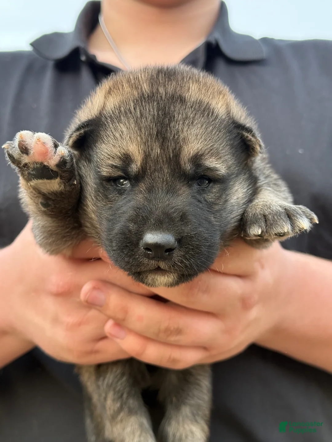 Gerberian Shepsky dogs for sale: Draco - Ad 5