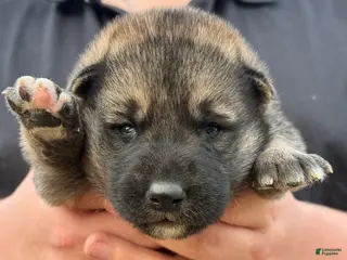 Gerberian Shepsky dogs Green - Ad 7