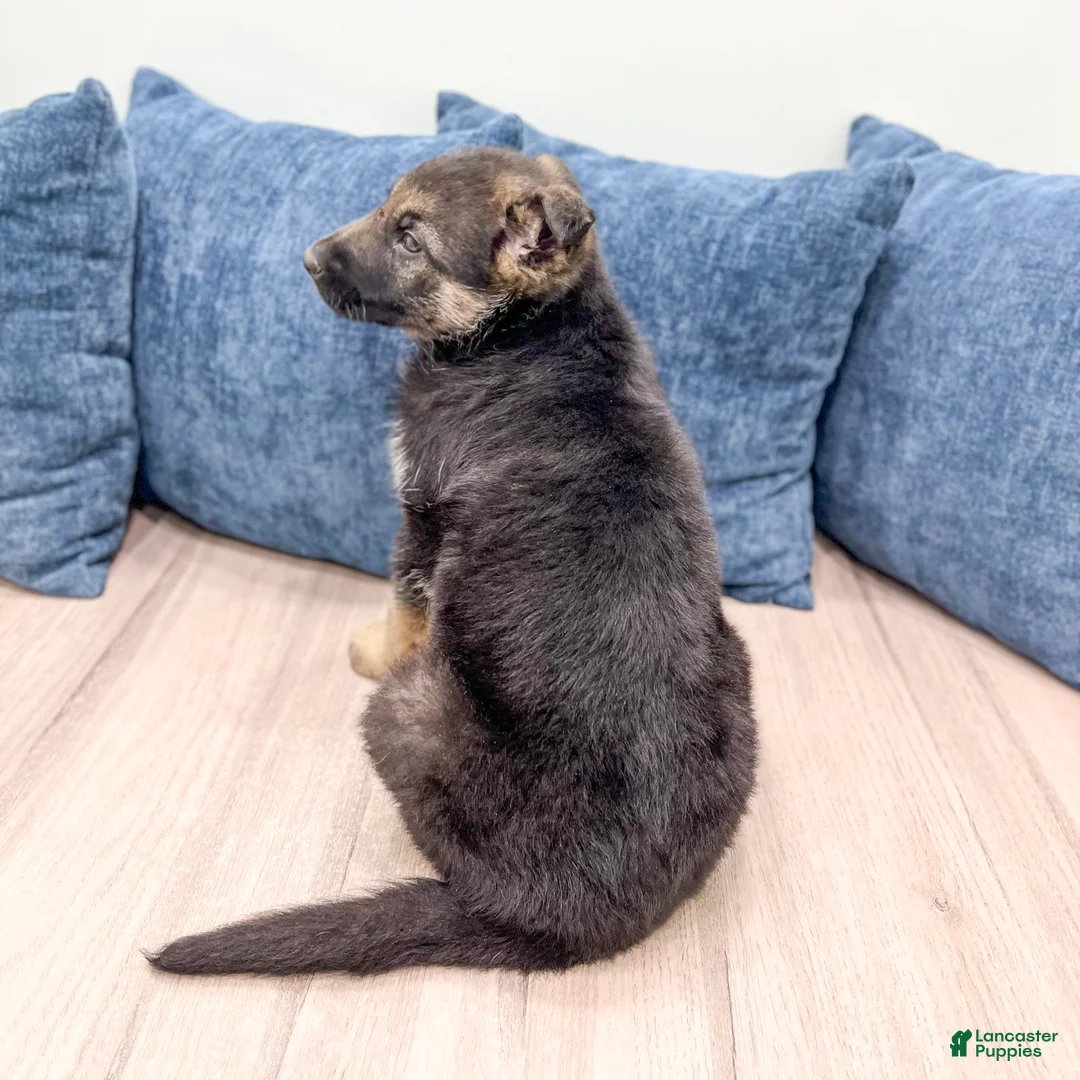 German Shepherd dogs for sale: Kandy - Ad 6