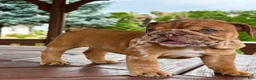 English Bulldog dogs for sale: English Bulldog 3 - Ad 6