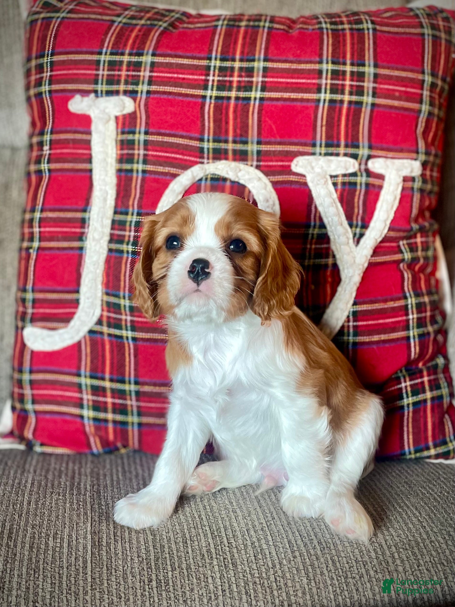 Cavalier King Charles Spaniel dogs Max - Ad 28