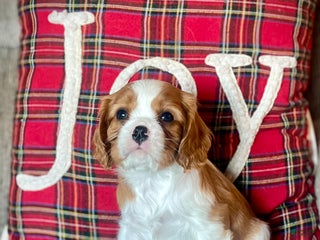 Cavalier King Charles Spaniel dogs Max - Ad 10