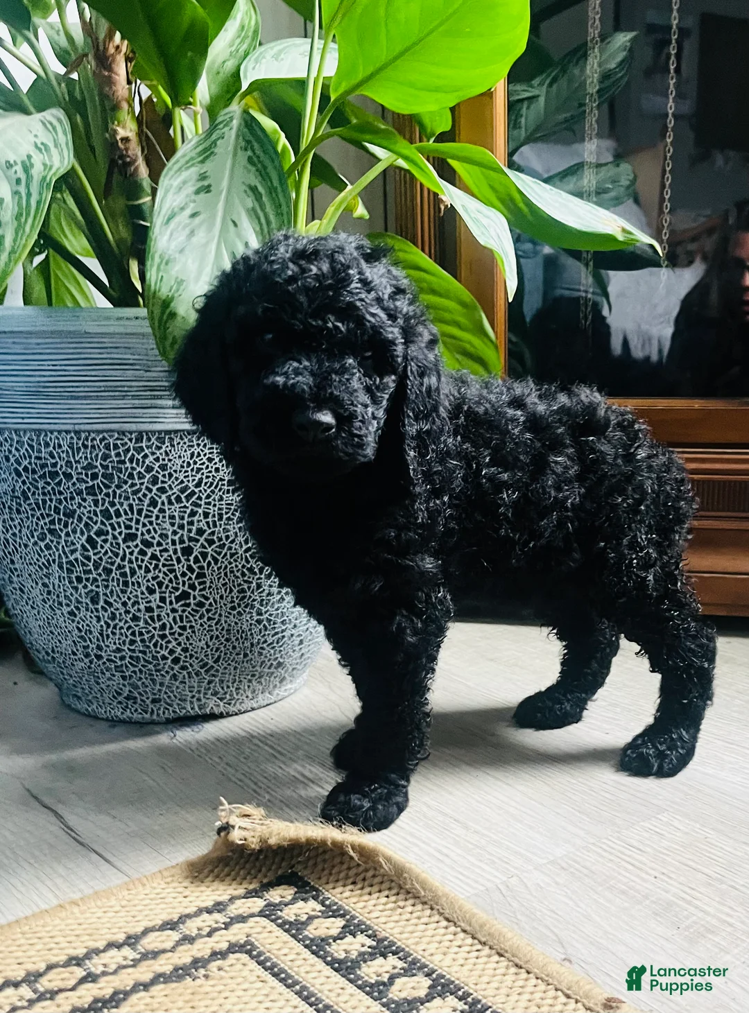 Standard Poodle dogs for sale: Twizzler❤️🐾AKC Genetic Tested❤️🐾Call 610-806-6386 - Ad 1