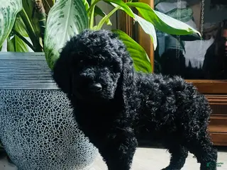 Standard Poodle dogs Twizzler❤️🐾AKC Genetic Tested❤️🐾Call 610-806-6386 - Ad 4