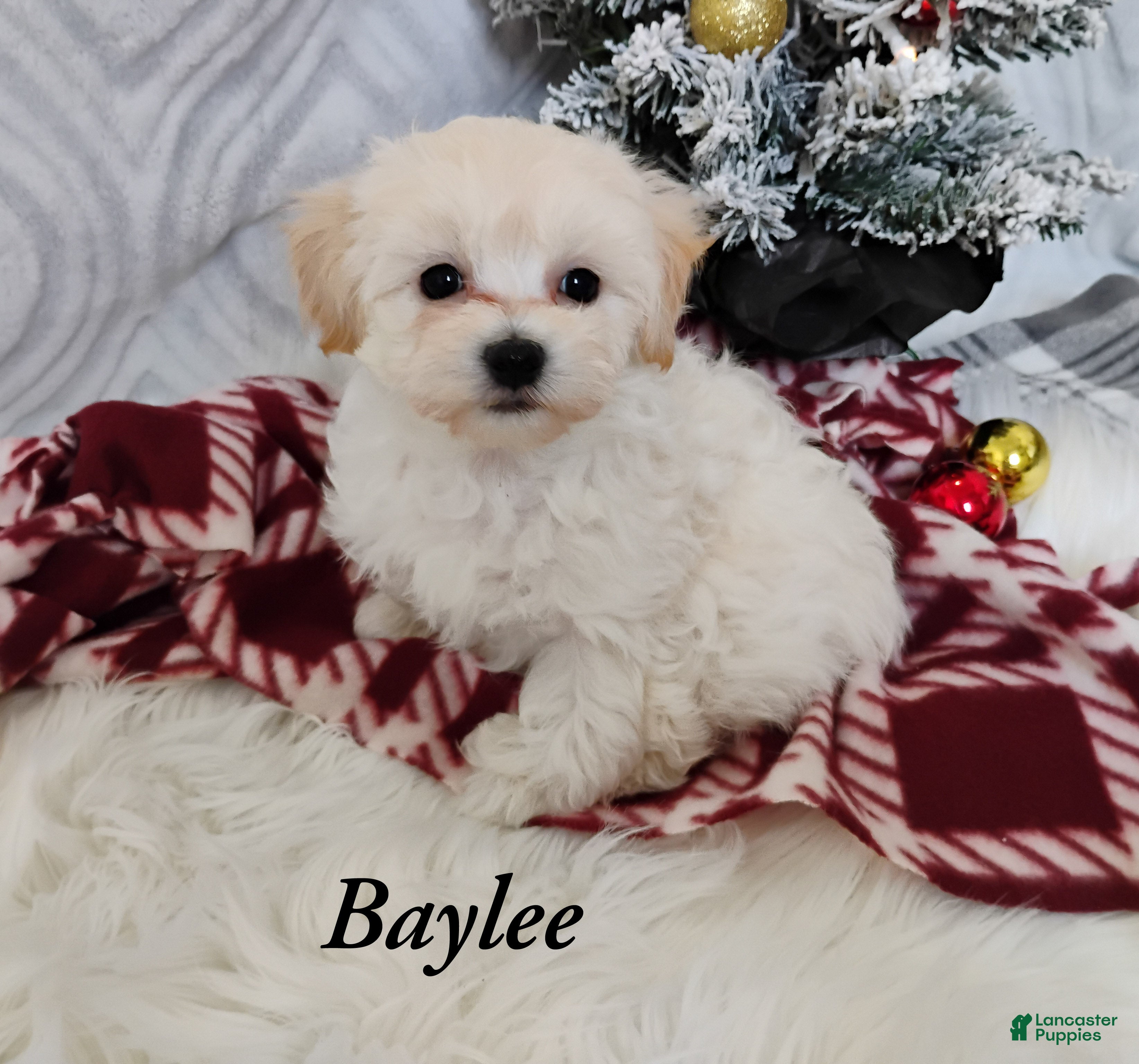 Mixed Breed dogs Baylee  - Ad 19