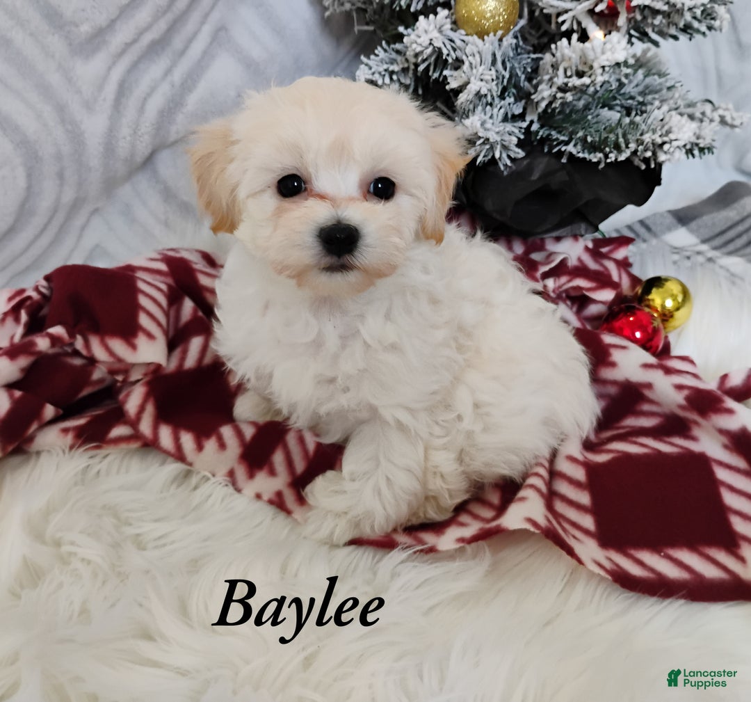 Mixed Breed dogs for sale: Baylee  - Ad 1