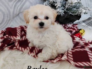 Mixed Breed dogs Baylee - Ad 17