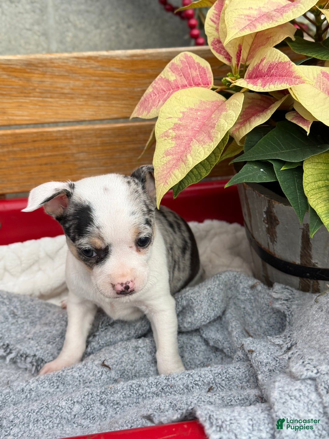 Chihuahua dogs for sale: Clara - Ad 8