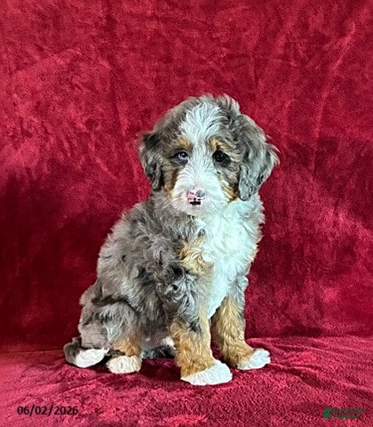 Mini Bernedoodle dogs for sale: Champ - Ad 2