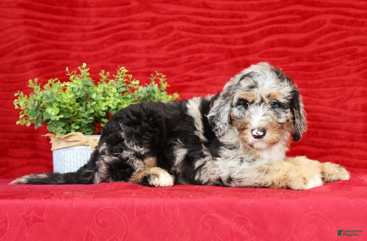Sheepadoodle dogs Max - Ad 2