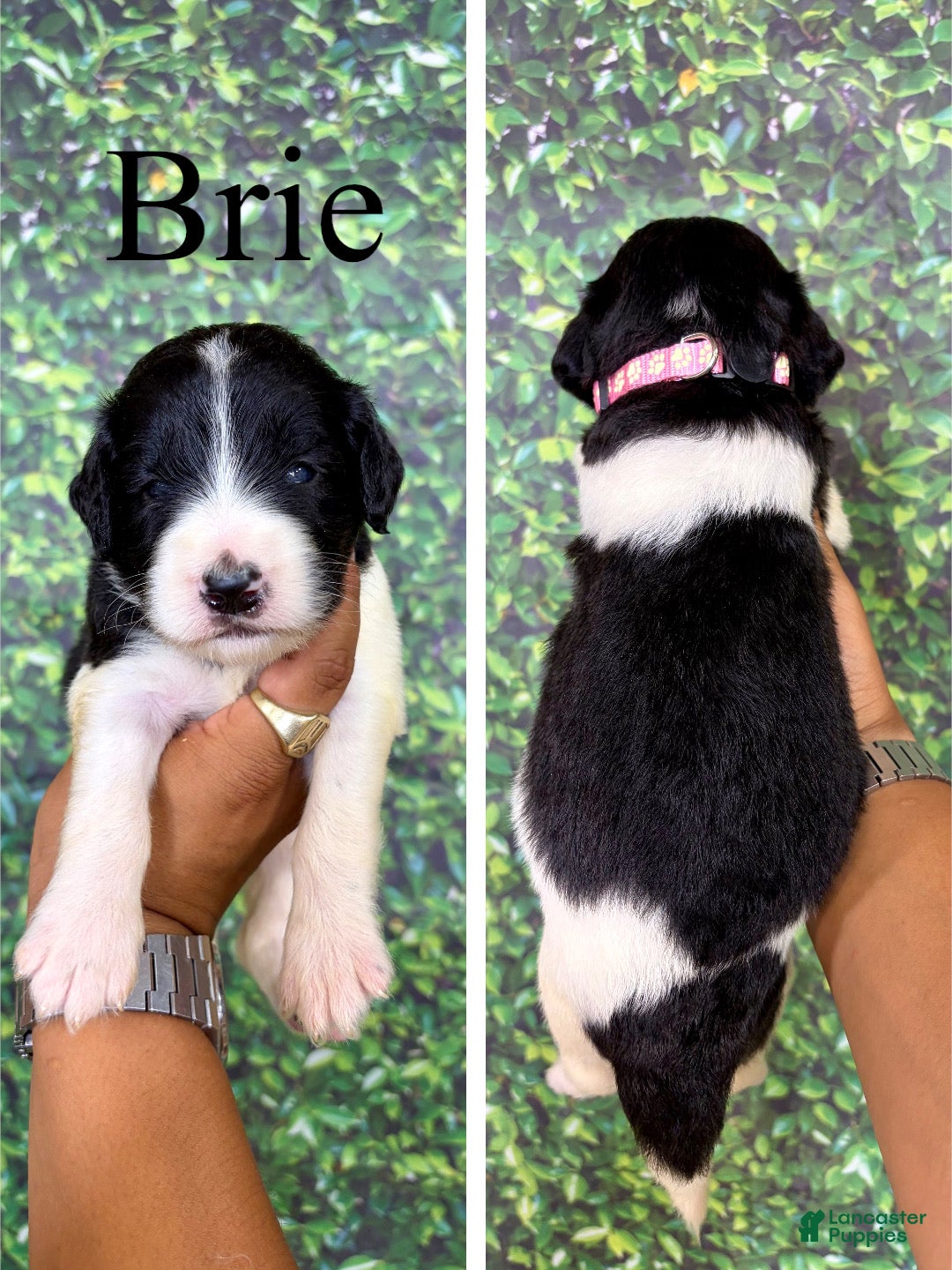 Saint Berdoodles dogs Brie - Ad 1