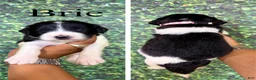 Saint Berdoodles dogs for sale: Brie - Ad 1