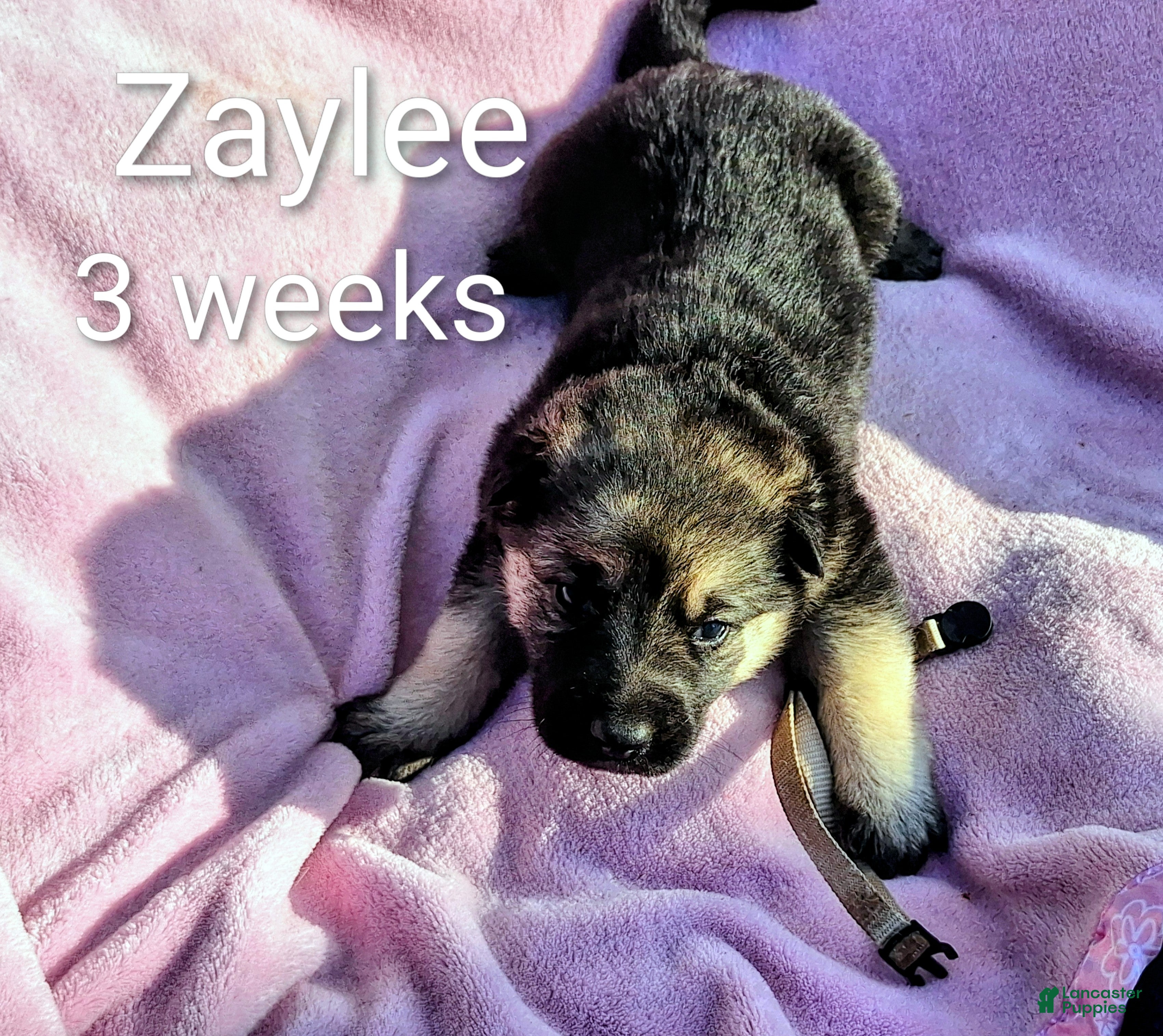 German Shepherd dogs Zaylee  - Ad 1