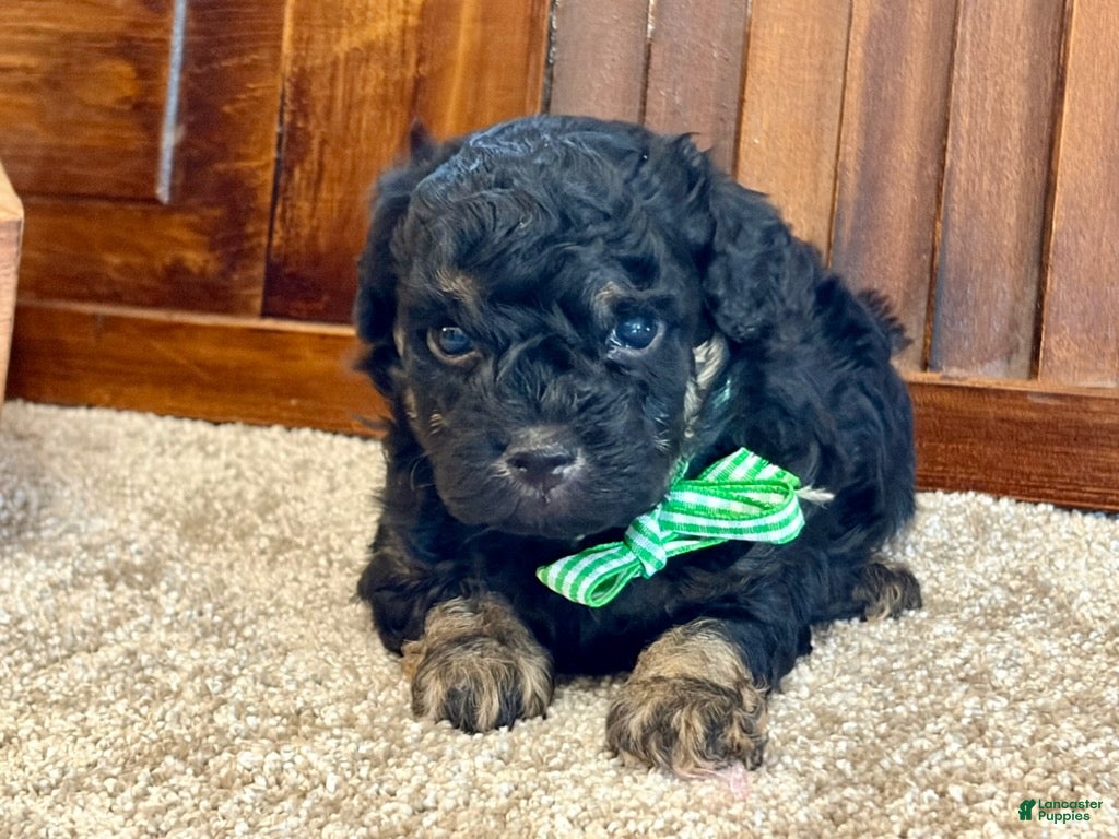Toy Poodle dogs Furby - Ad 2
