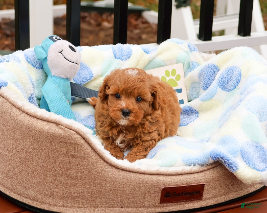 Cavapoo dogs for sale: Cade  - Ad 2