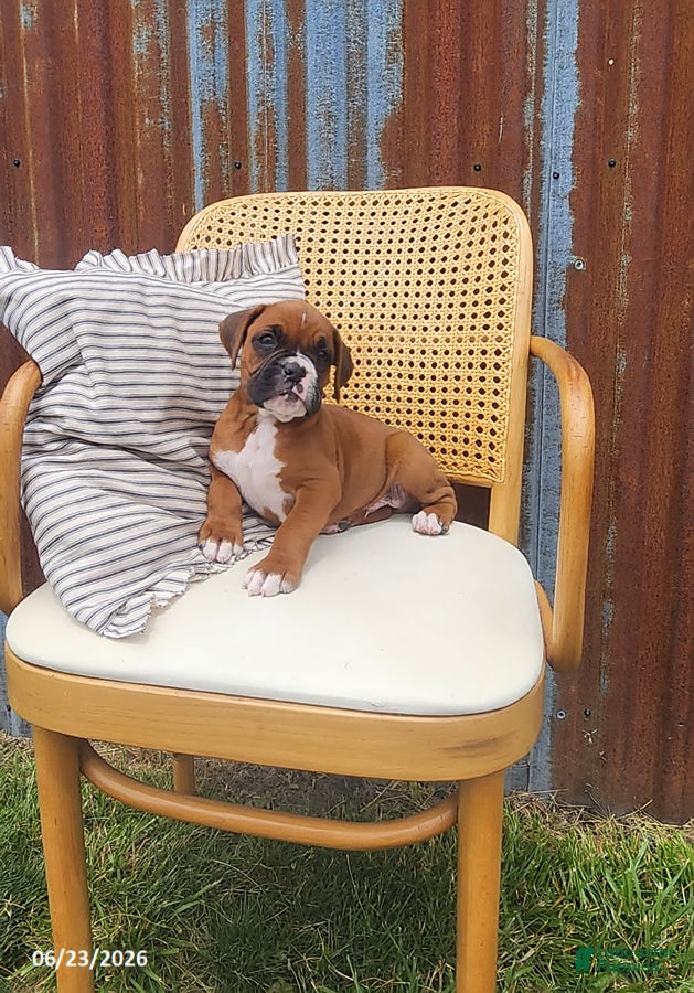 Boxer dogs Casey - Ad 2