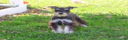 Miniature Schnauzer dogs for sale: Rita - Ad 3