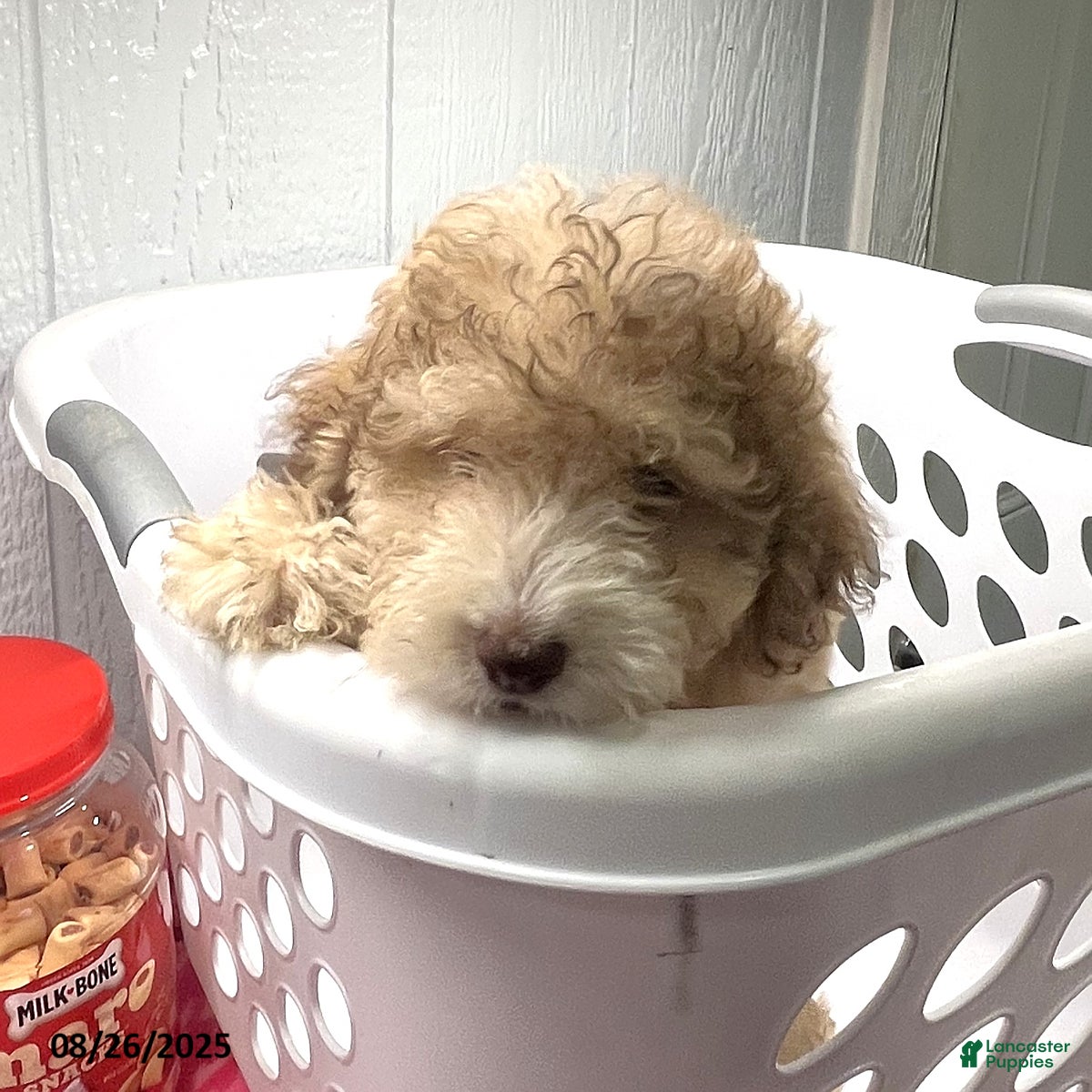 Toy Poodle dogs Alex - Ad 32