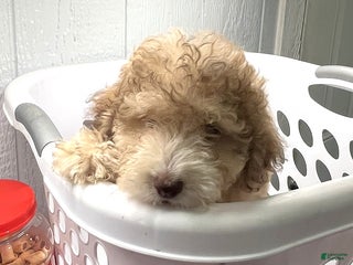 Toy Poodle dogs Alex - Ad 7