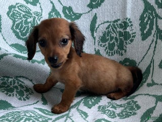 Dachshund dogs - Ad 26